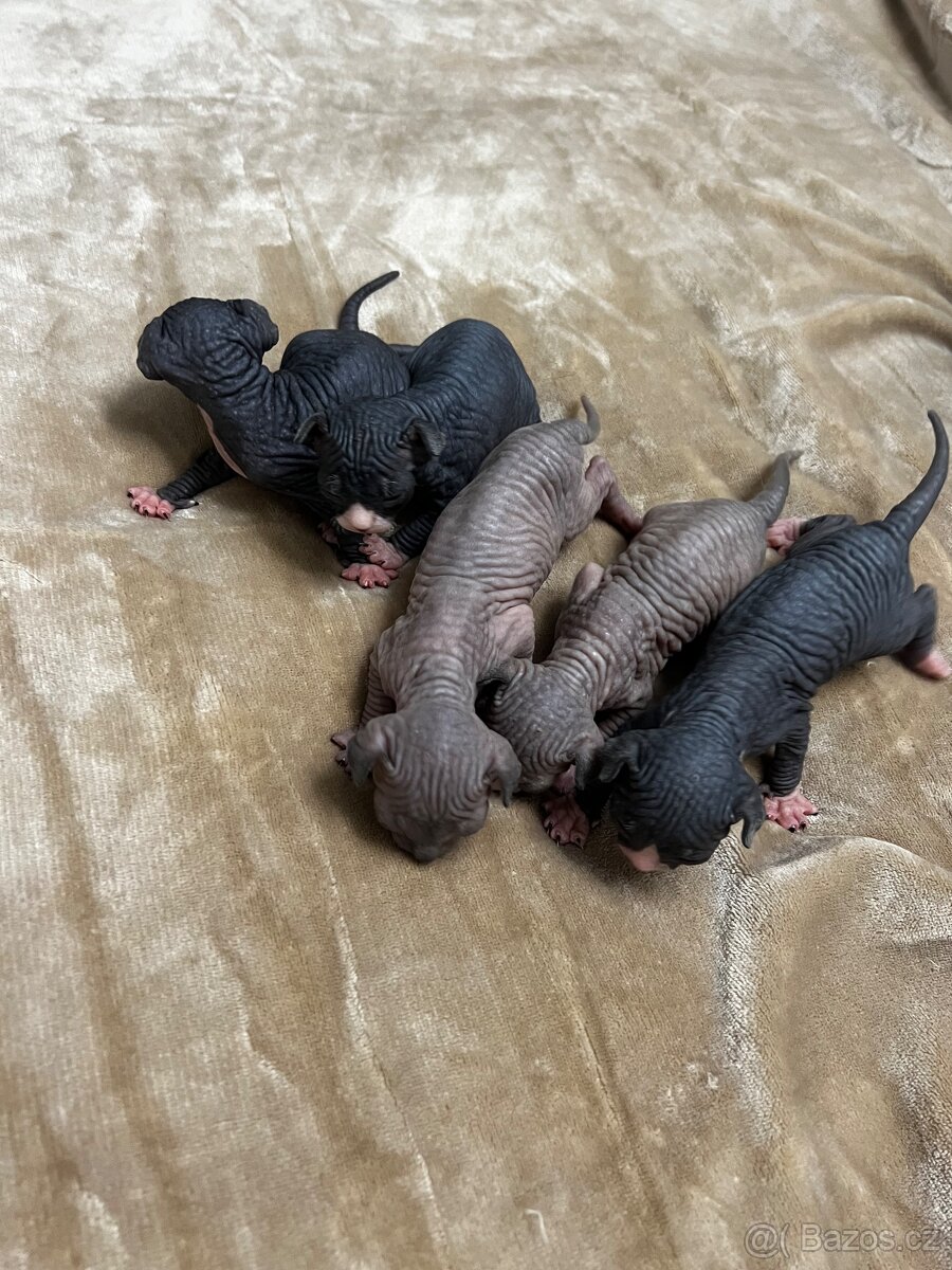 Kanadský sphynx - 14