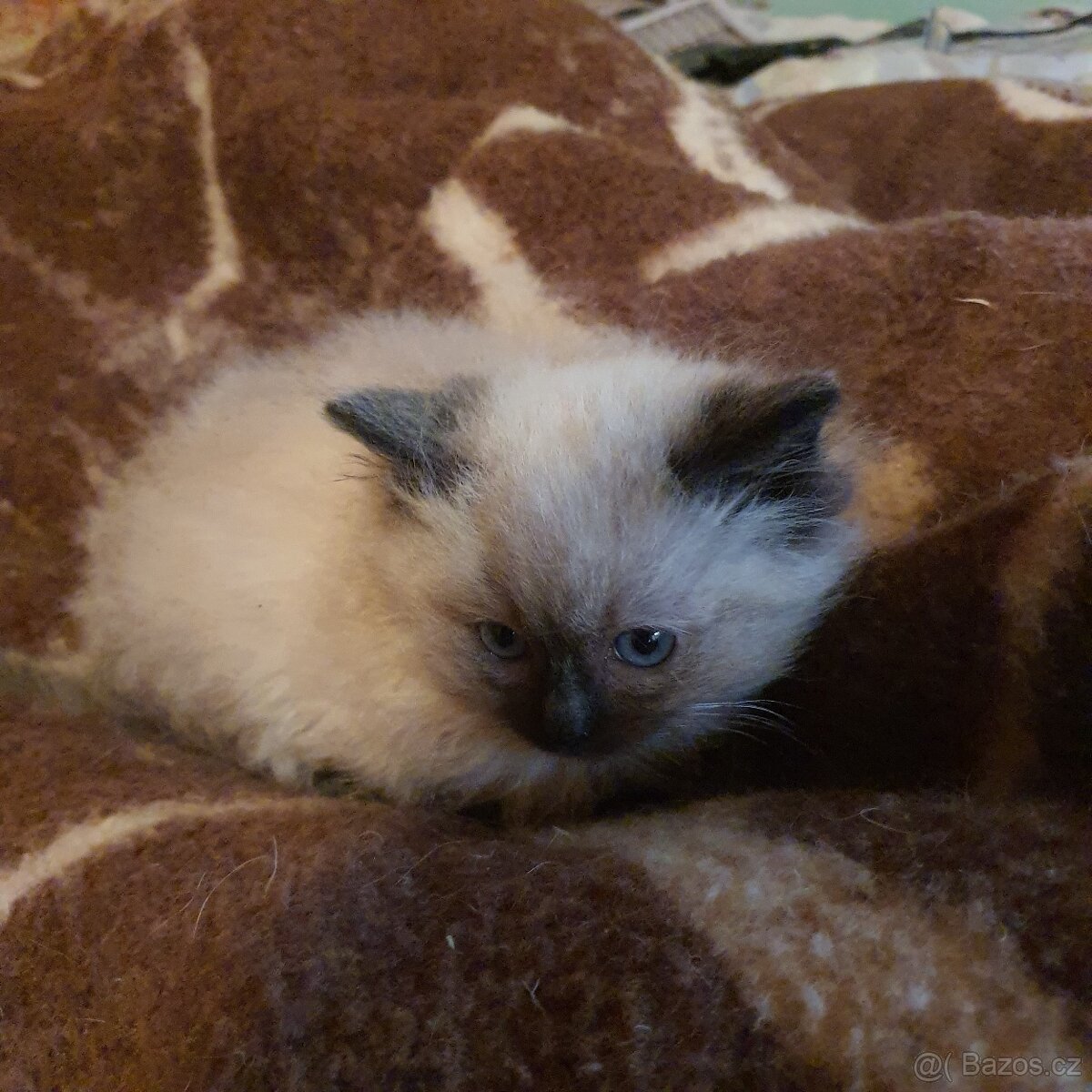 Kocurik ragdoll - 14