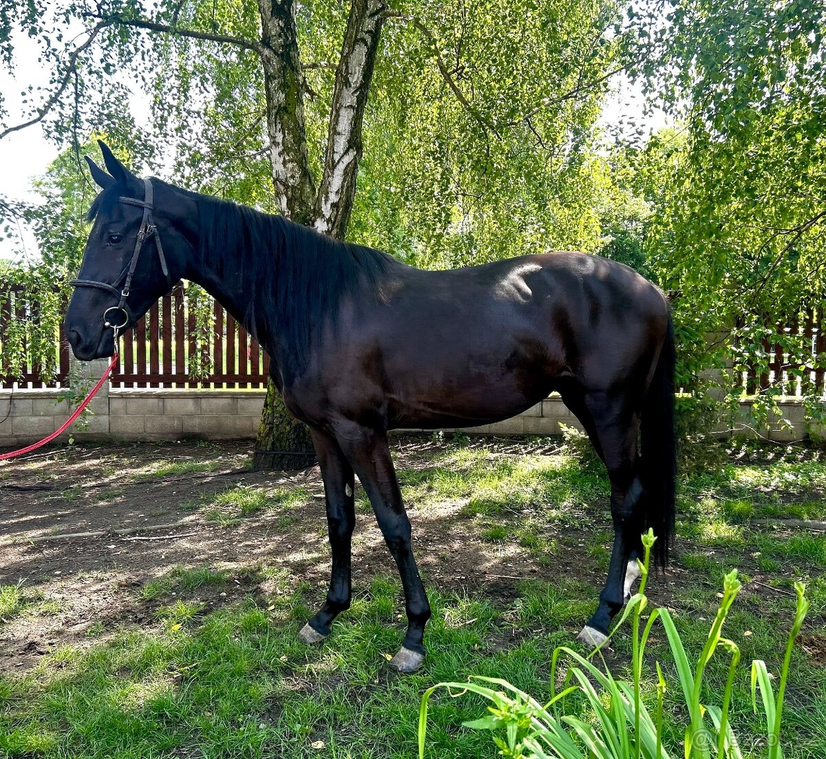 klisny čt vrané - 14