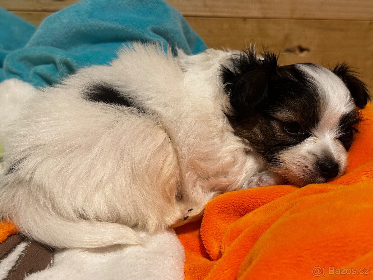 Papillon s PP - 14