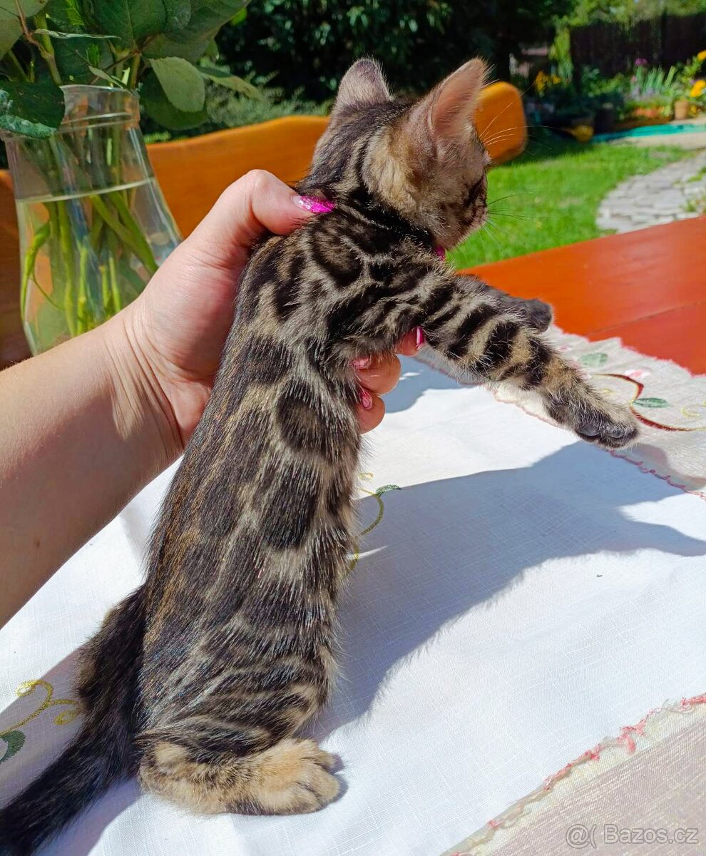 Předběžná Rezervace luxusní Bengálská koťáta s PP - 14