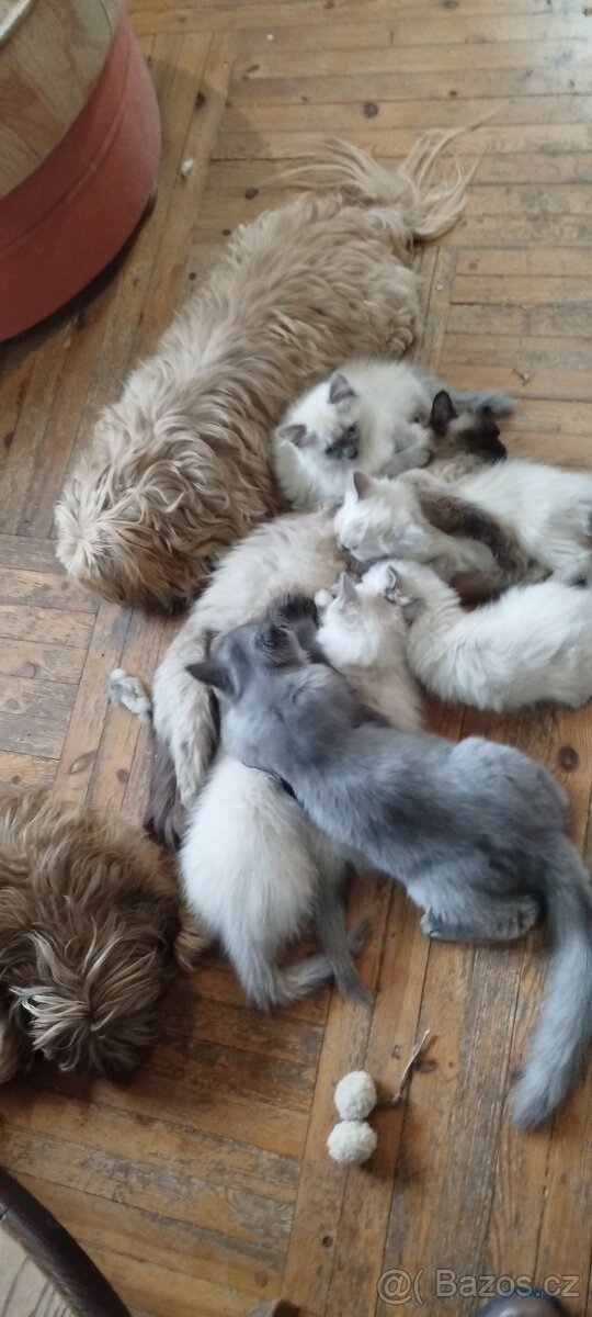 Mainská mývalí bez pp - 14