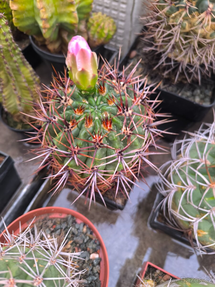 Kaktusy - 14