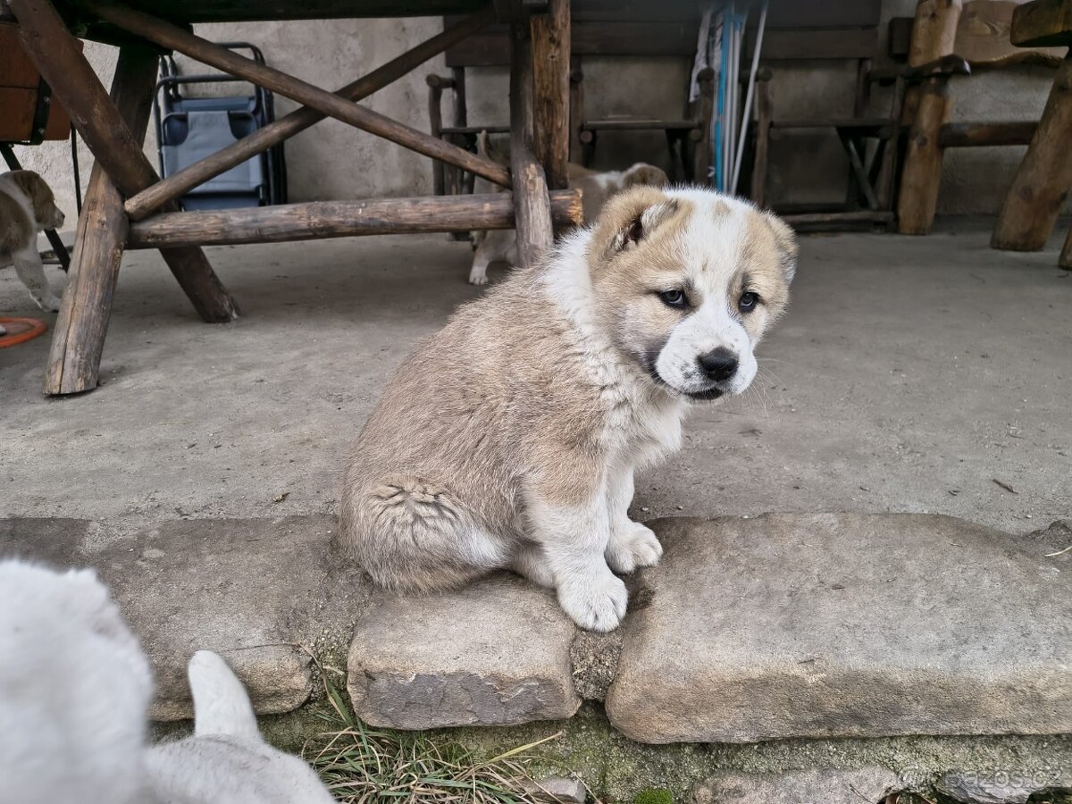 SAO/středoasijský pastevecký pes - 14
