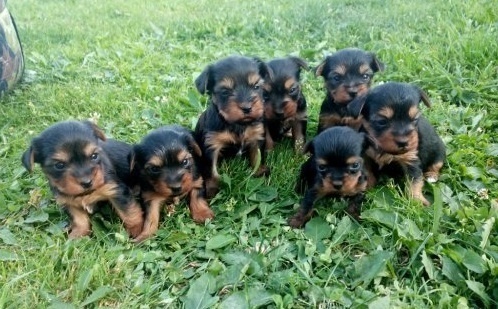 Yorkšírský teriér krytí, připuštění - 14