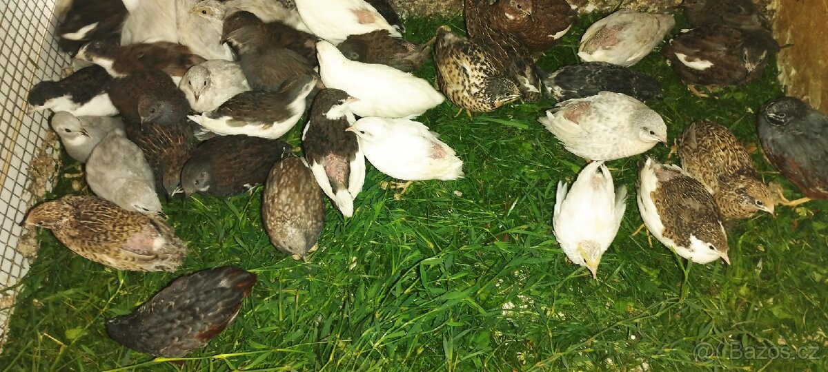 Prodám násadove vejce - 14