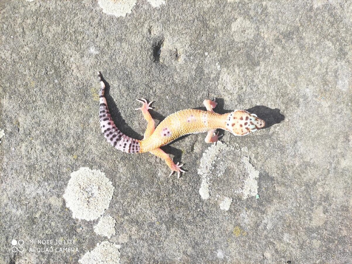 gekončík noční, terárium - 14