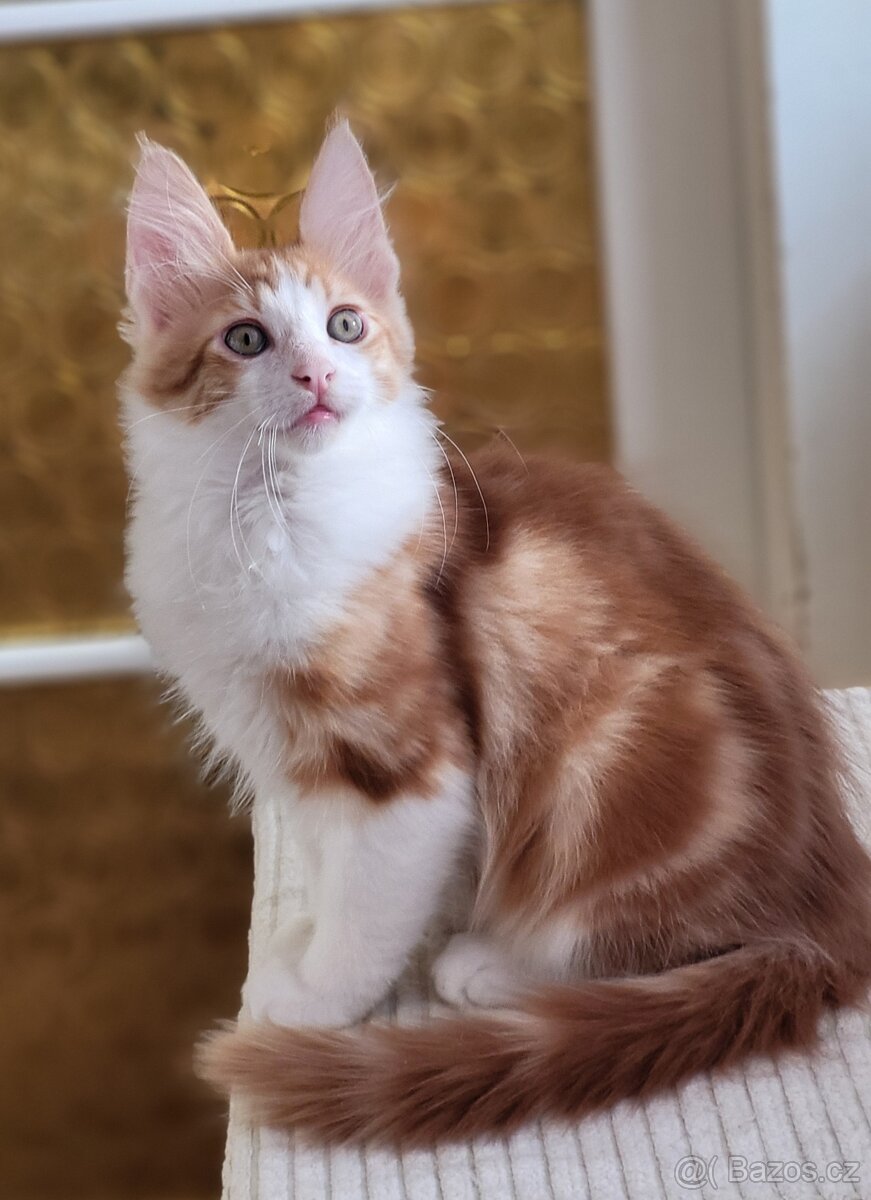 Turecká angora - koťátka s PP - 14