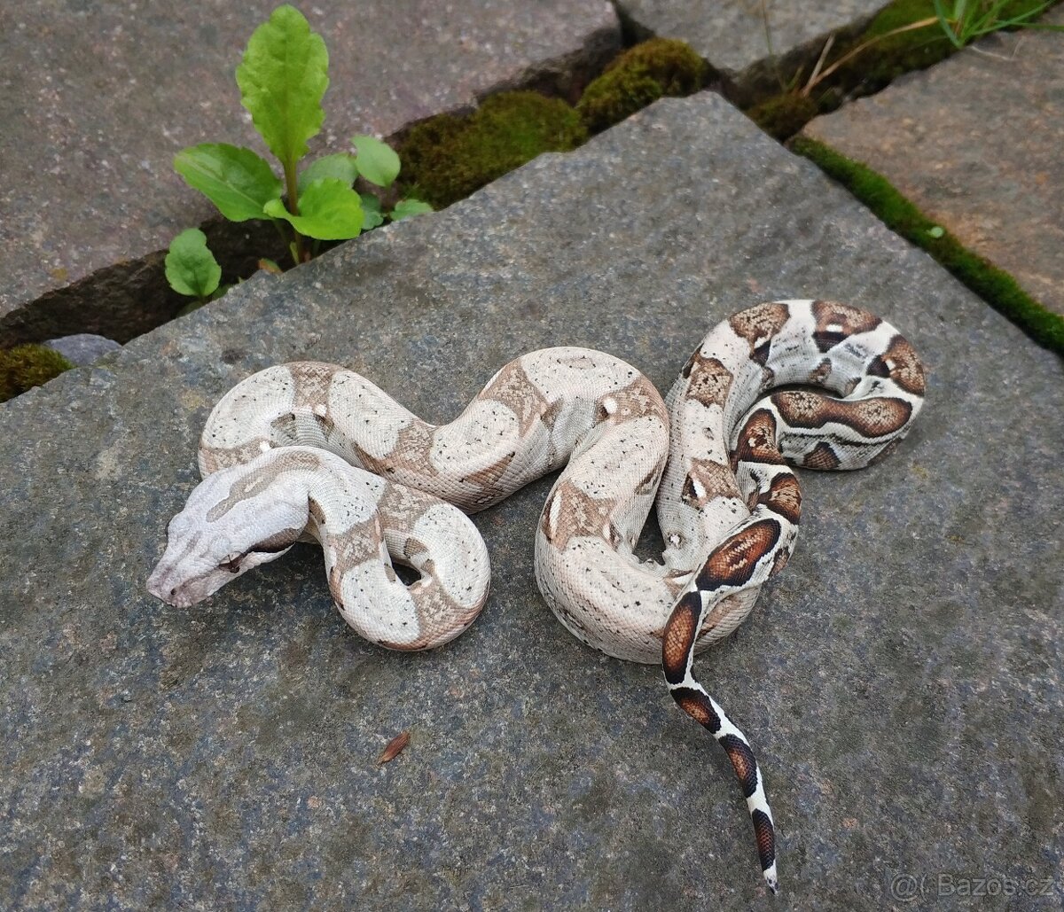 Boa imperator - Normal a Hypo 66% het Sterling VPI - 14