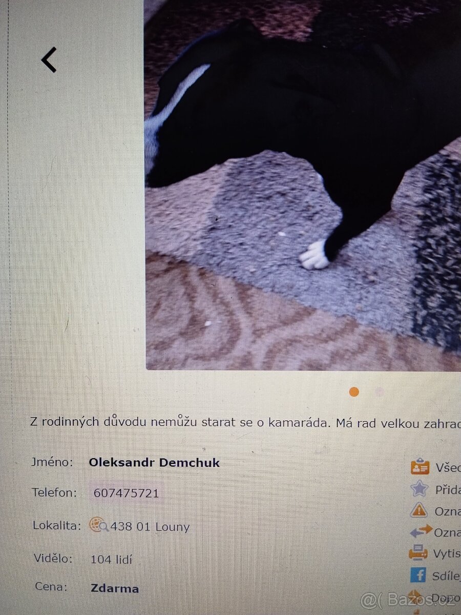 Pozor Pitbulové, kteří jsou útoční - 14