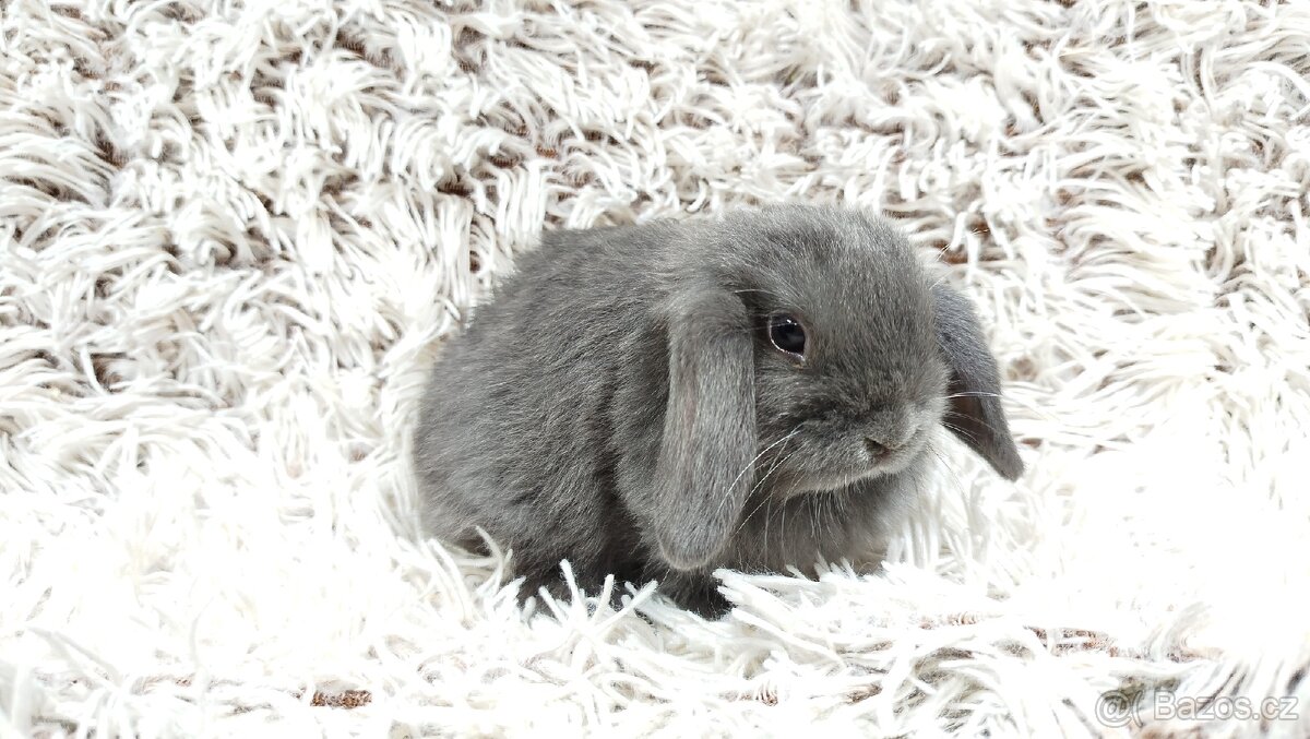 Zakrslý beránek, králíček, králík - KVIDO - 14