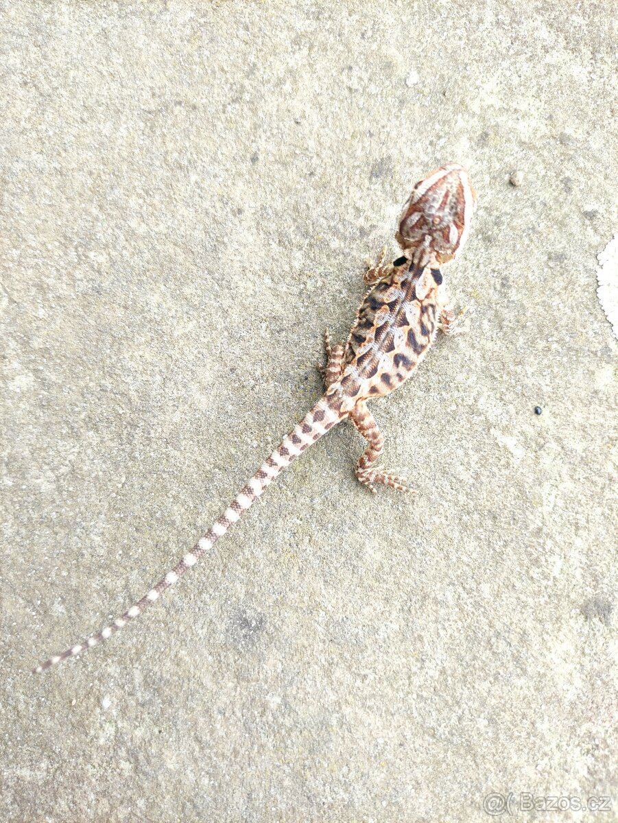 agama vousatá, terárium - 14