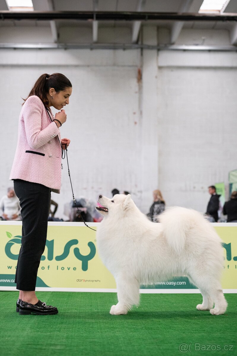 Samojed s PP - psík - 14