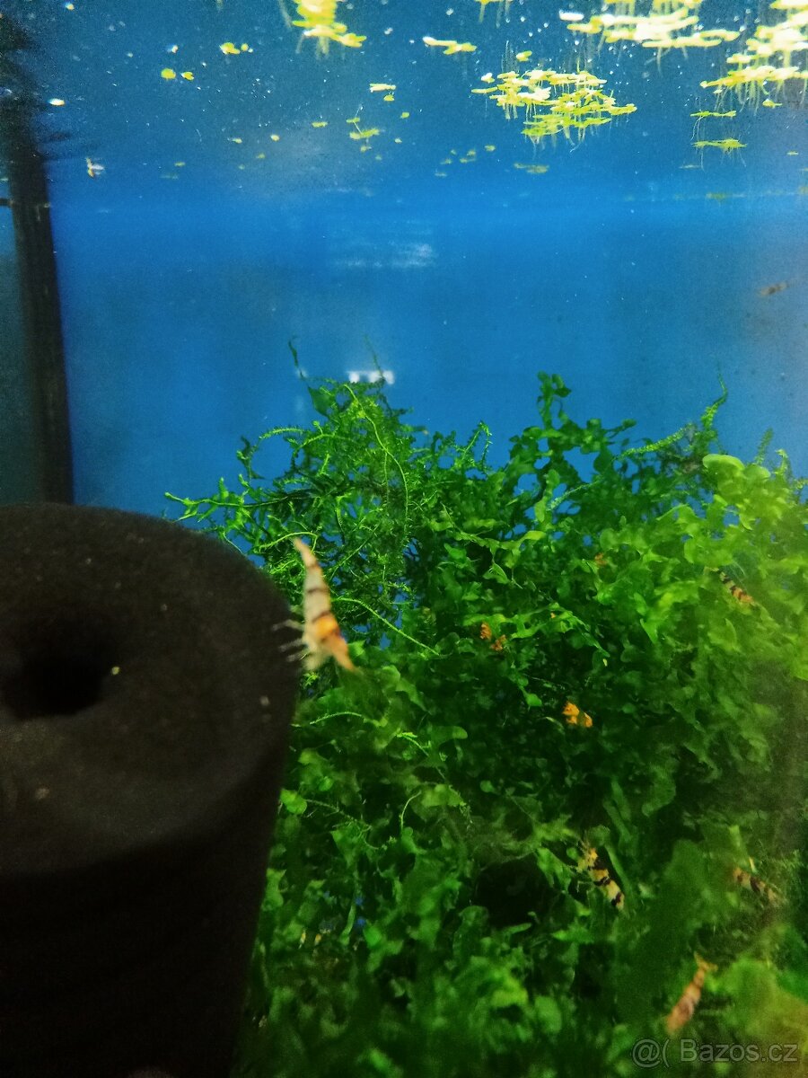 Prodej krevetek a doplňků - 14