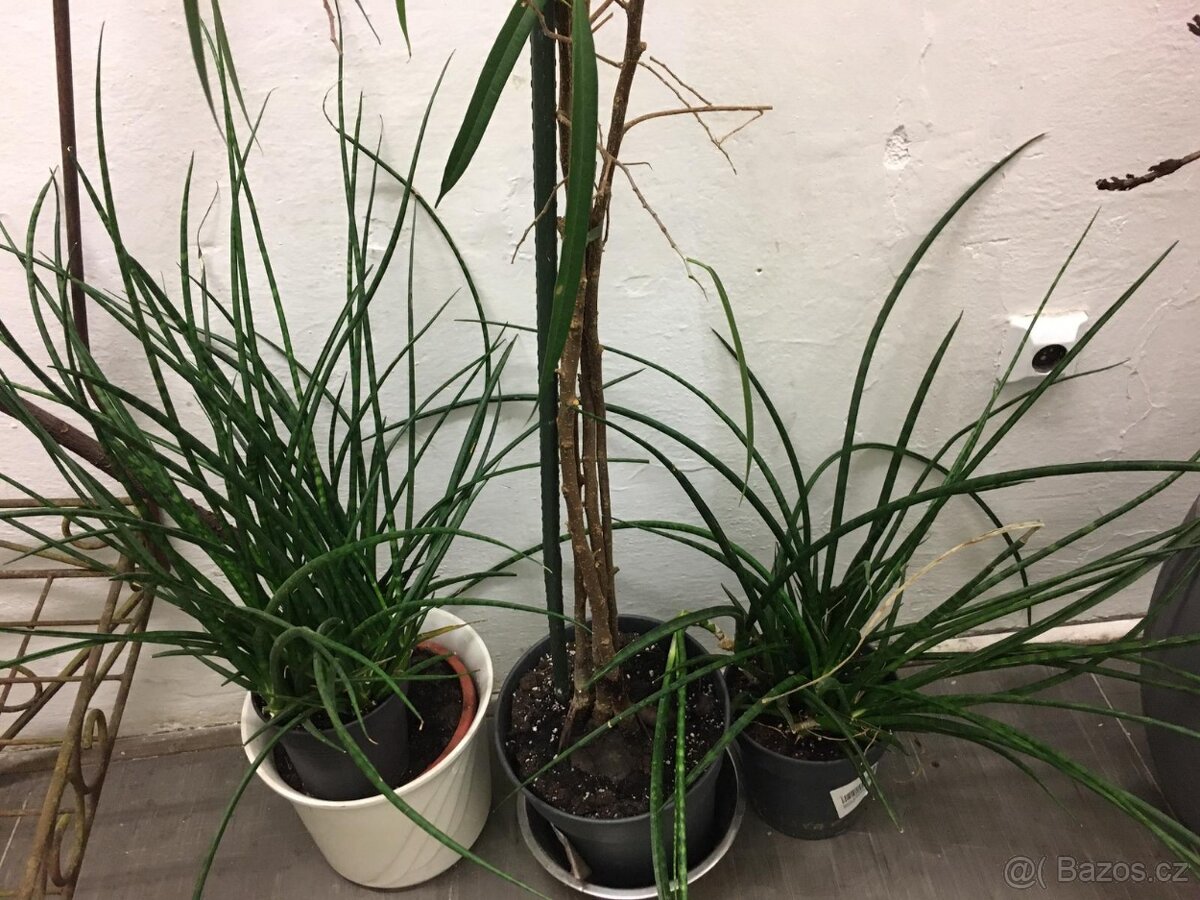 POKOJOVE KVETINY - 14