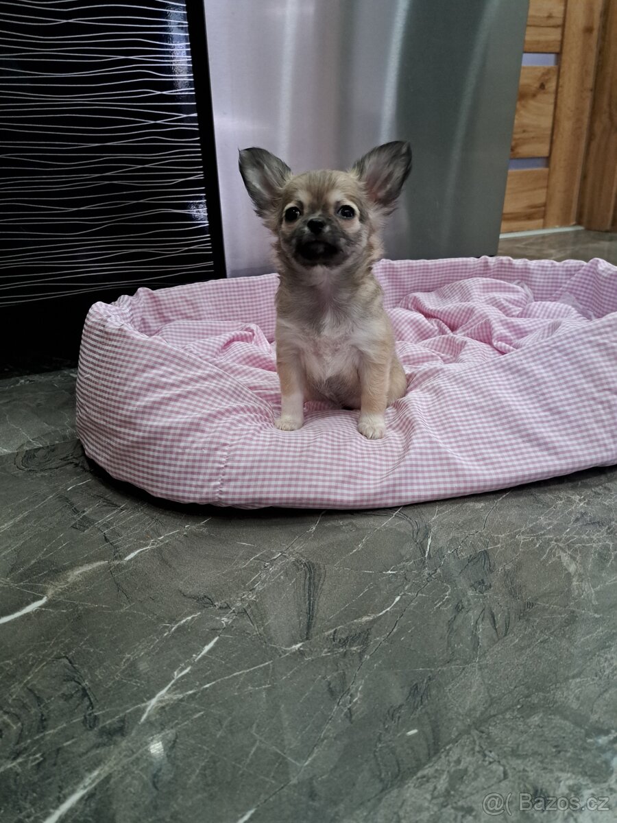 Čivava štěňátka fenečky - 14