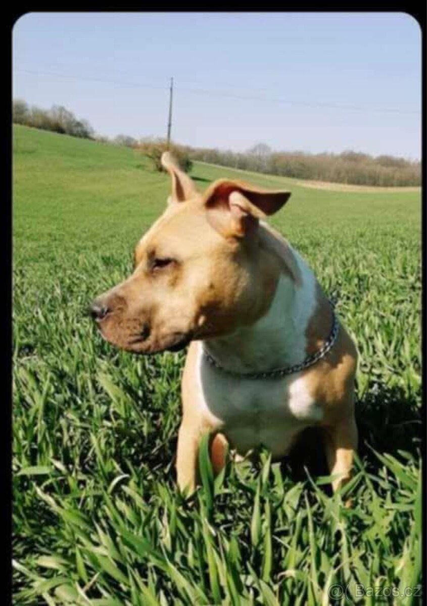 Americký stafordšírský teriér - 14