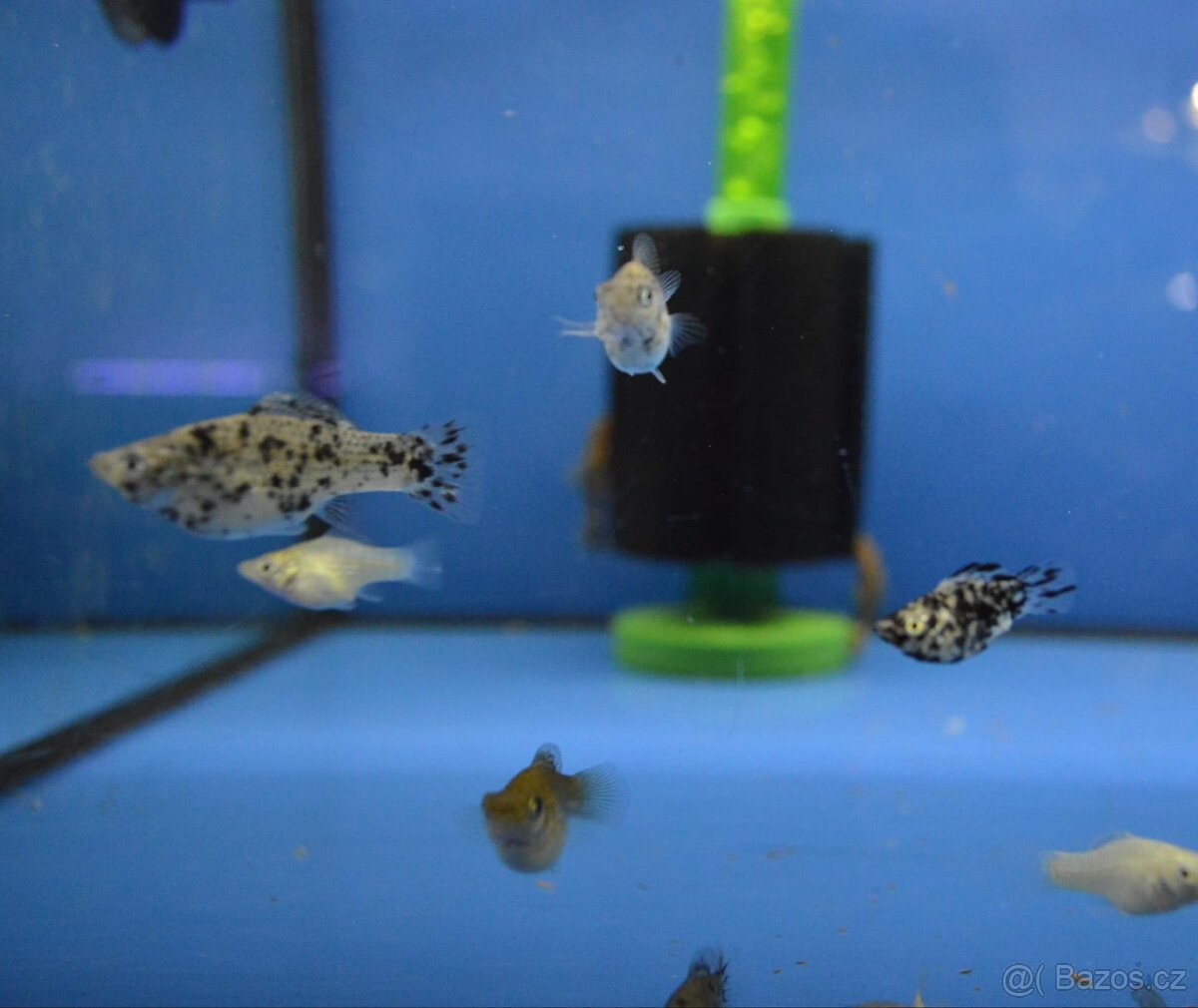 Akvarijní rybičky různé druhy - 14