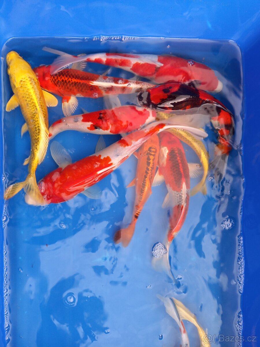 Koi kapr originál - 14
