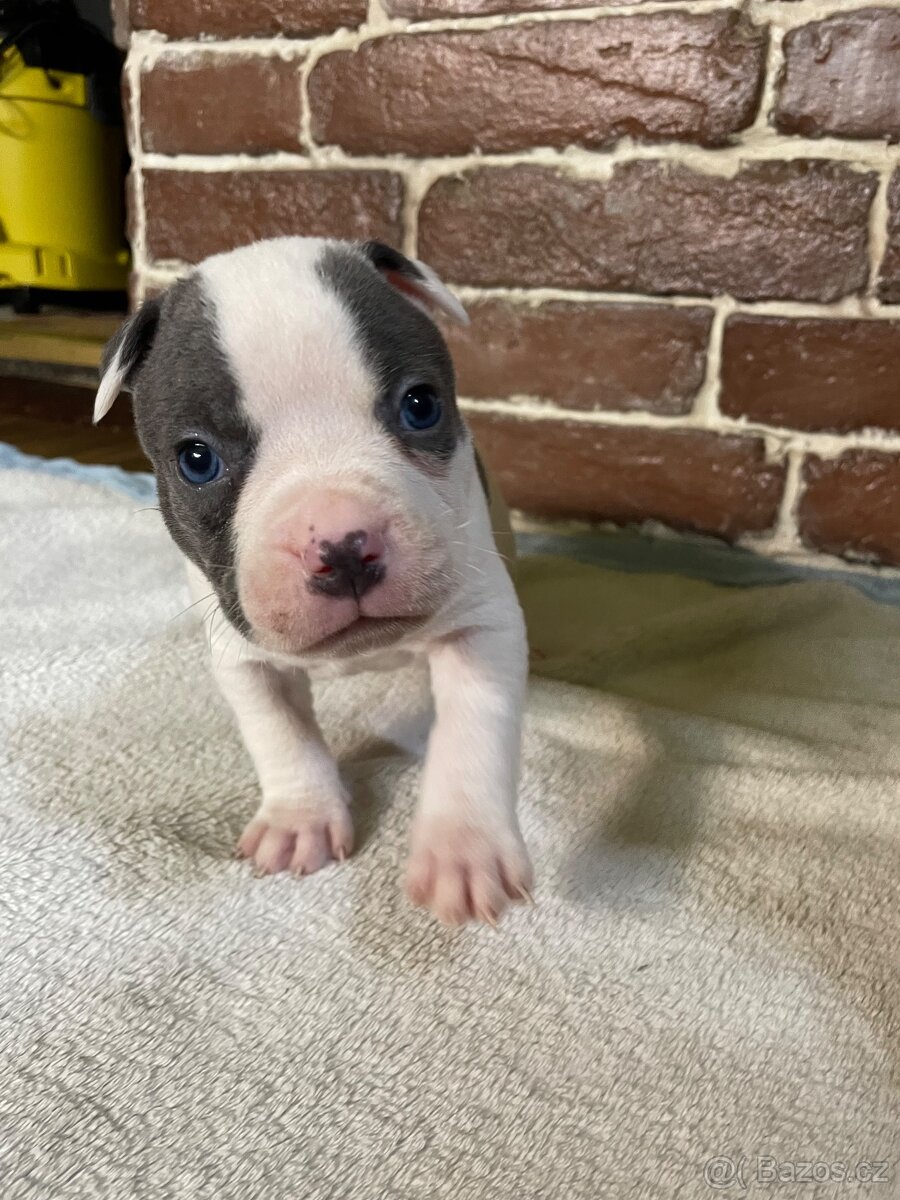 Americký stafordšírsky teriér - 14