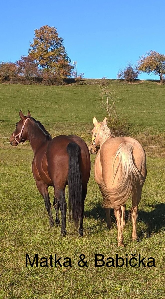 AQH hřebeček JoJo - 14