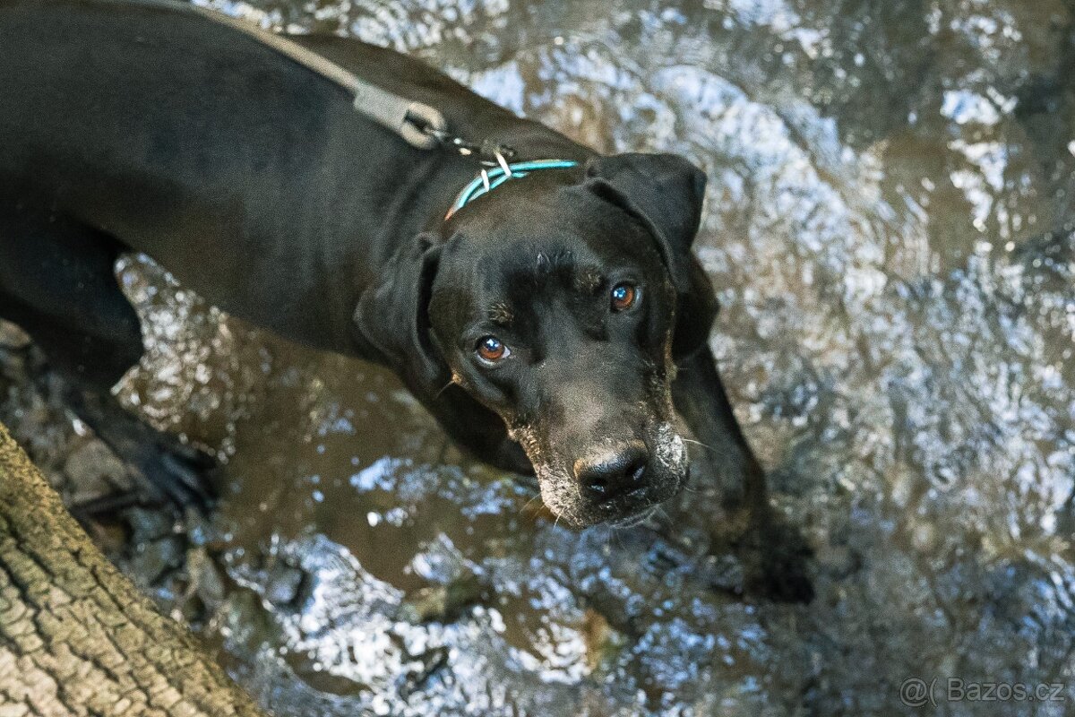 Louisiánský leopardí pes s PP - 14