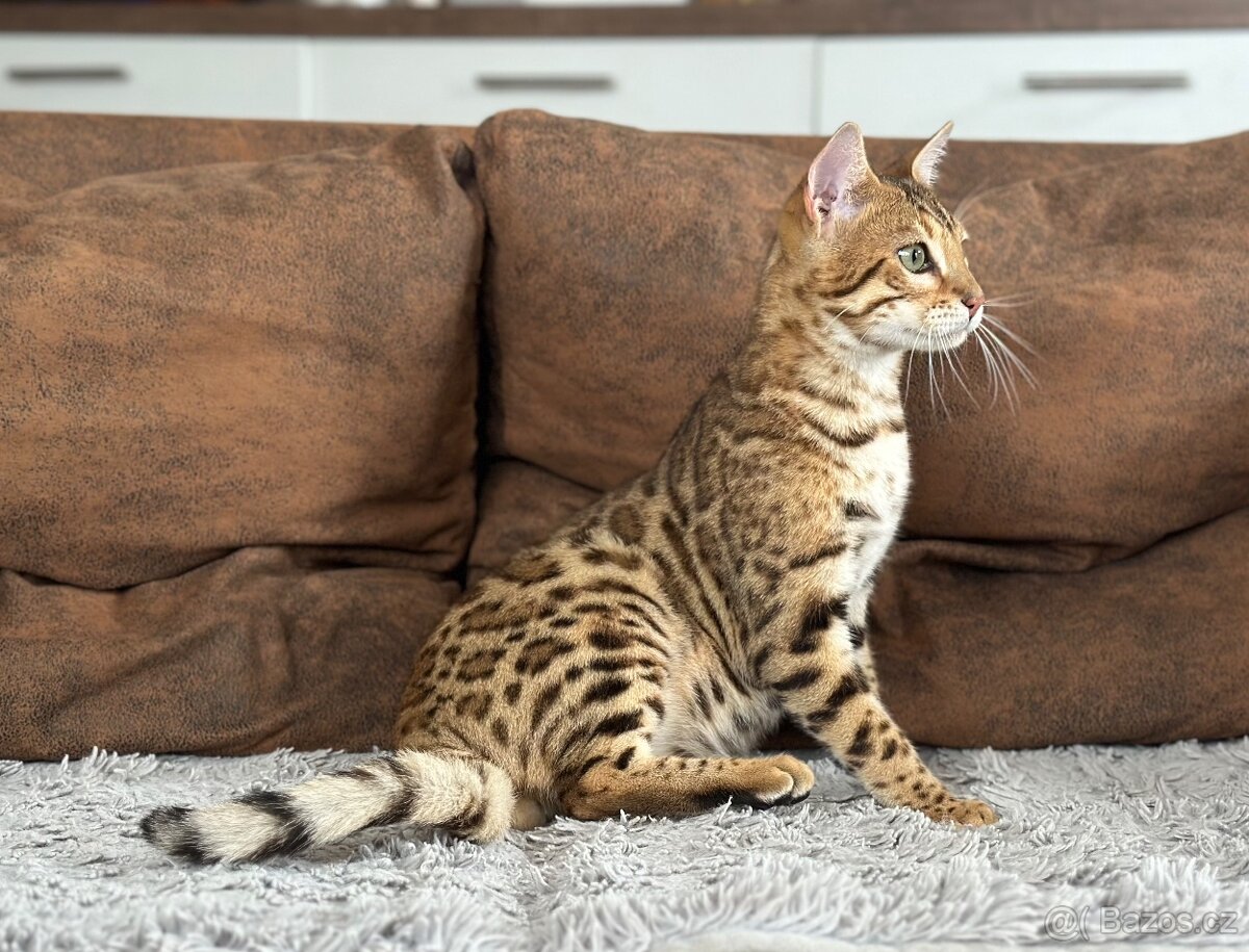 Bengálská kočka s PP - 14