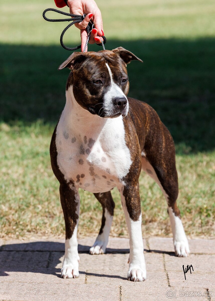 Americký stafordšírský teriér - štěňátka s PP - 14