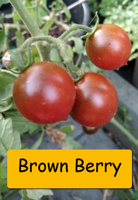 Semínka rajčata - různé druhy - 14