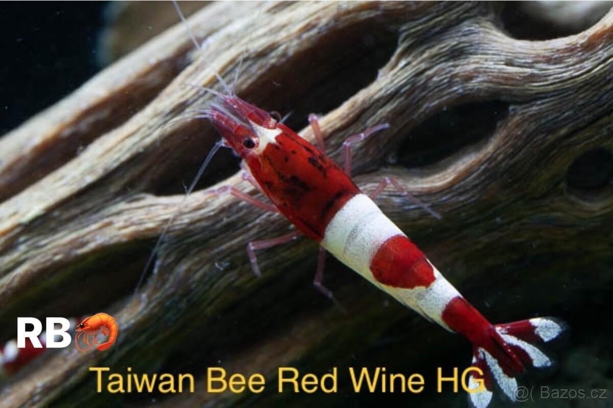 PREMIUM AKVA KREVETKY Caridina a Neocaridina -OLOMOUC - 14