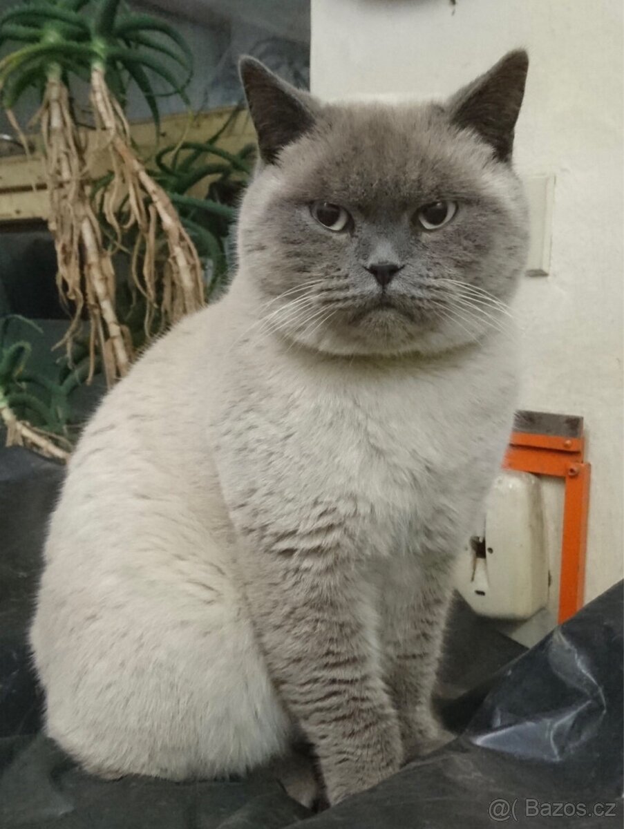 Britské koťátka whiskas - 14
