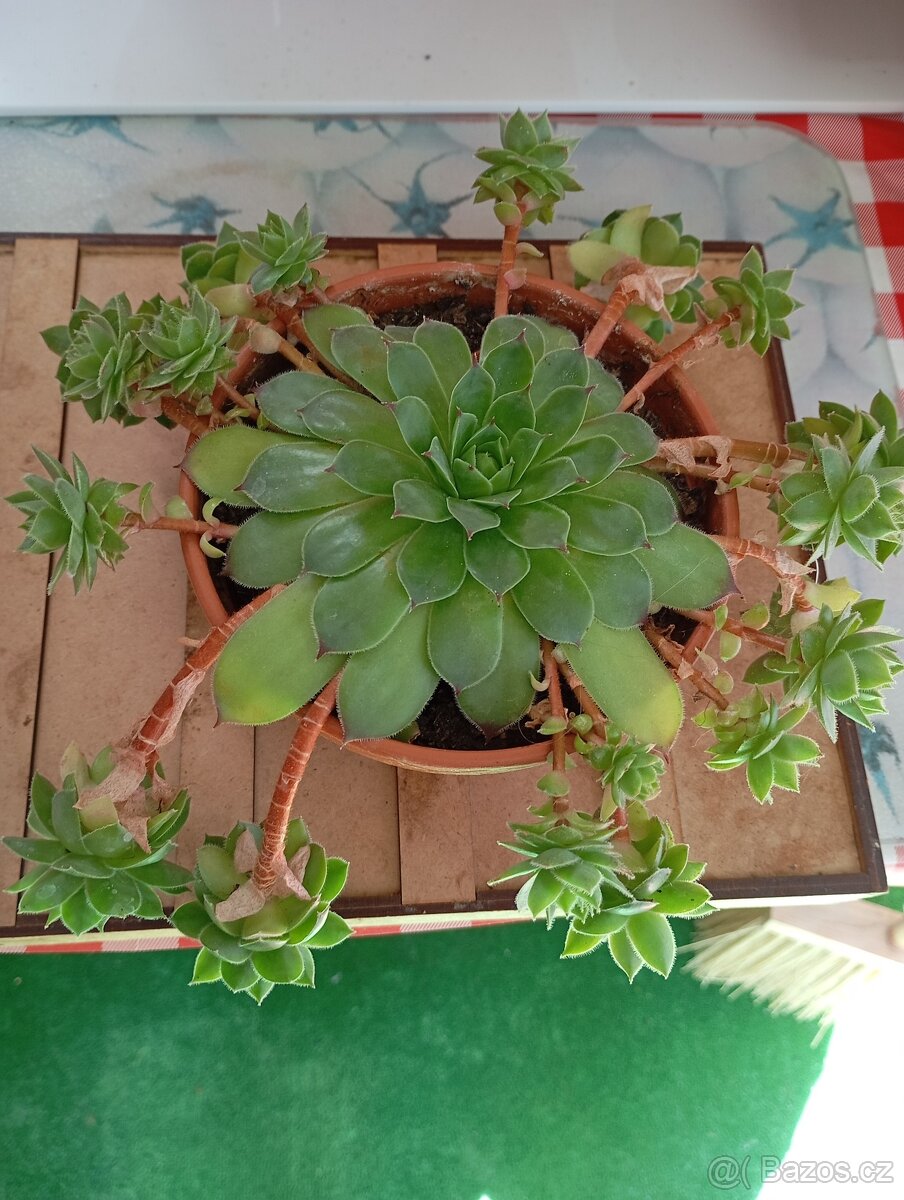 sazenice netřesků 5kč za kus,držáky na truhlíky,ačokča semen - 14