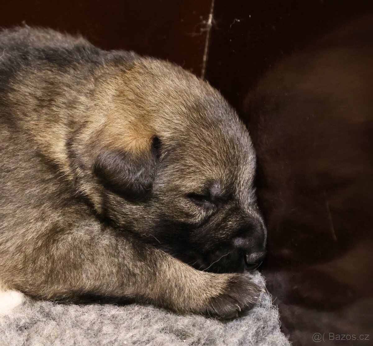 Německý ovčák štěňata s PP - 14