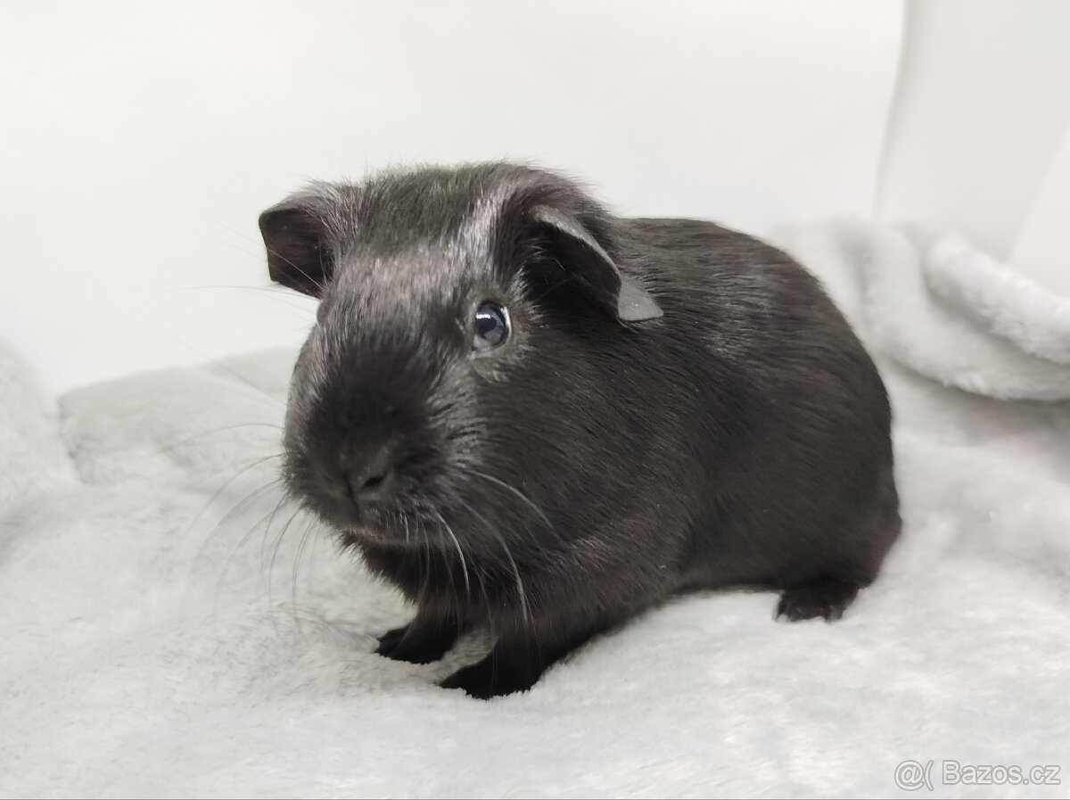 Morče, Morčata, Morčátko, Morčátka - JIN A JANG - 14