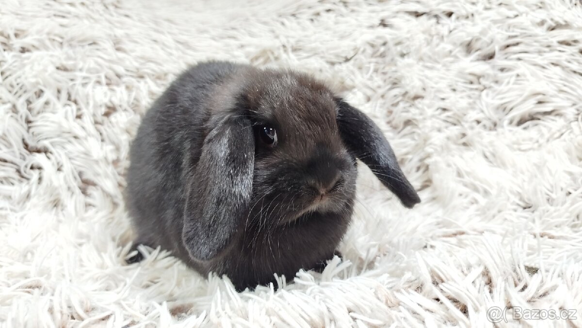 Zakrslý beránek, králíček, králík - BIBI - 14