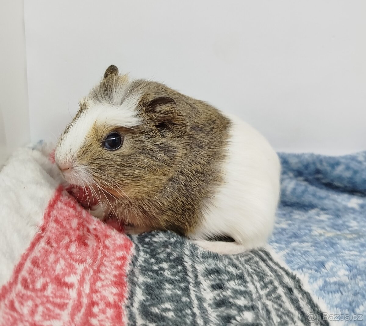 Morče, Morčata, Morčátko, Morčátka - SAMIČKY - 14