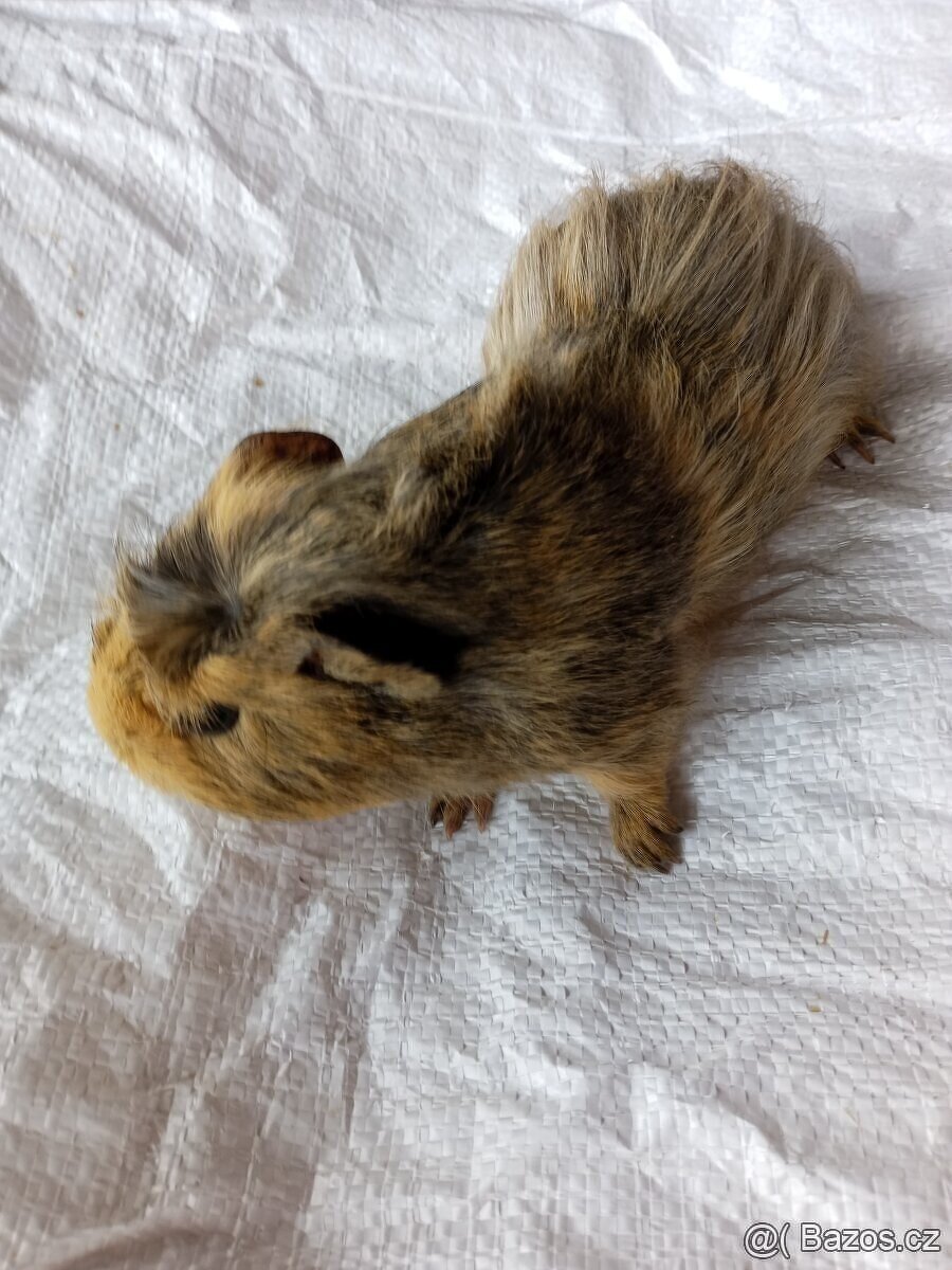 Morčata - samečci - 14