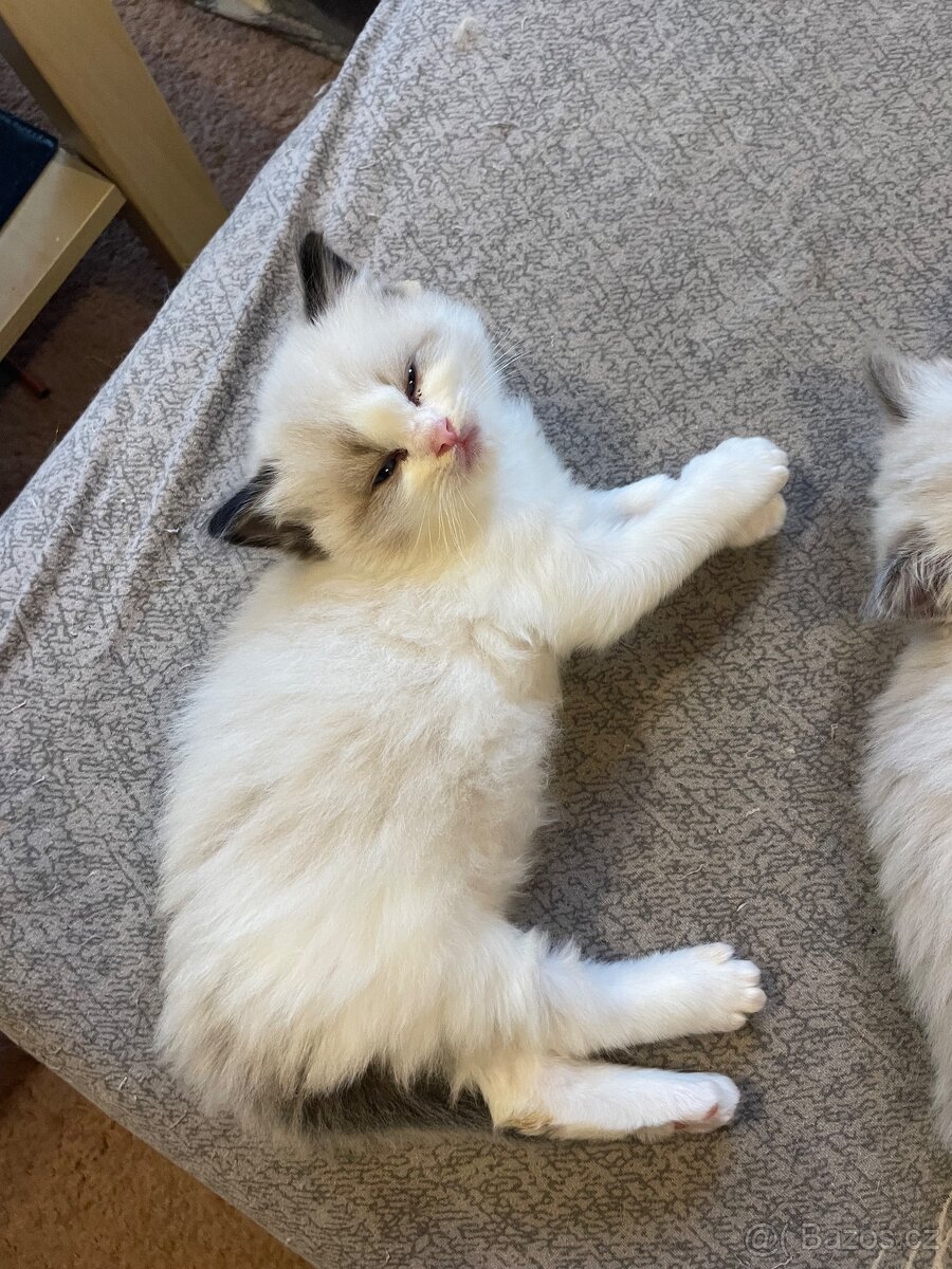 Ragdoll koťata s PP - 14