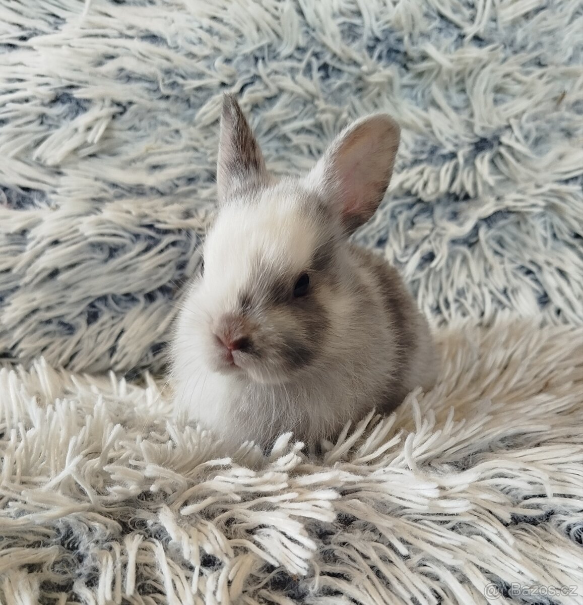 Zakrslý králík - 14