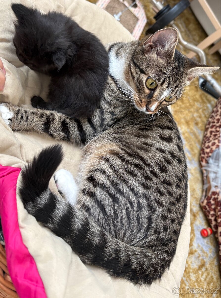 Bengálská/britská koťata - 14