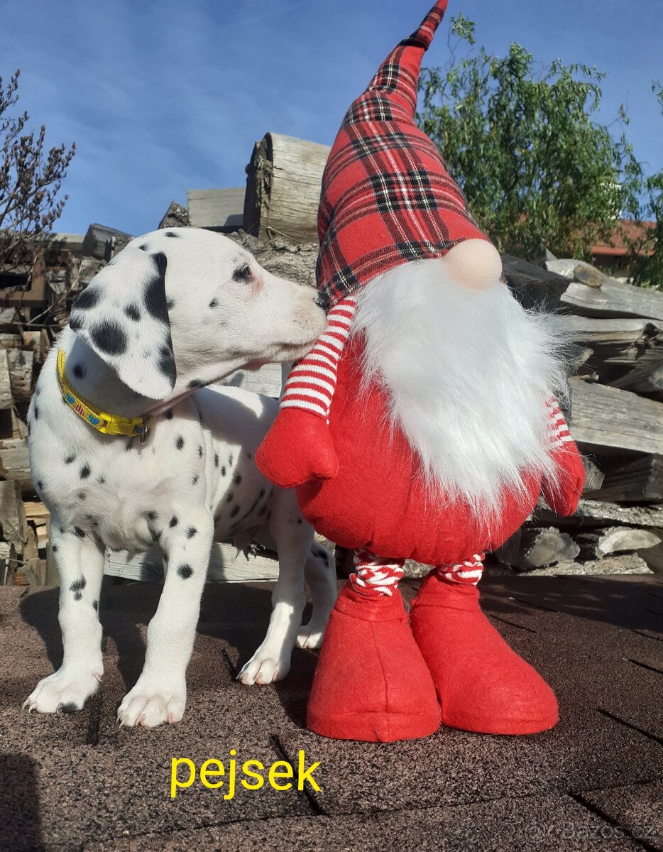 Dalmatin již k odběru - 14