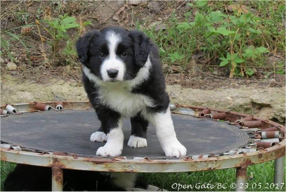 Štěňata border kolie s PP - již k odběru - 14