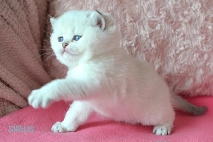 Britská colorpoint koťátka s PP k rezervaci - 14