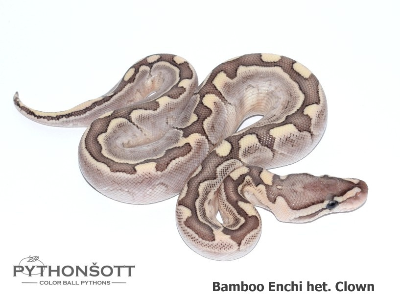 AKTUALIZOVANÁ NABÍDKA MLÁĎAT KRAJTY KRÁLOVSKÉ - 14