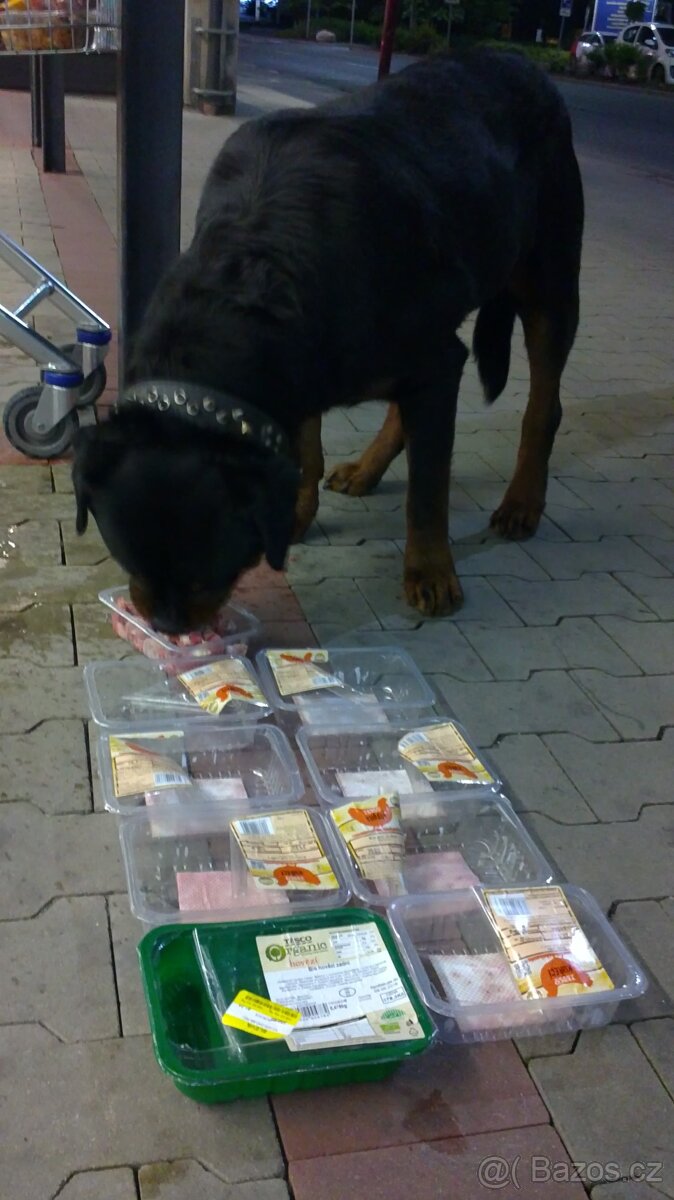 Krytí rotvajler, RTW, rottweiler s PP - 14