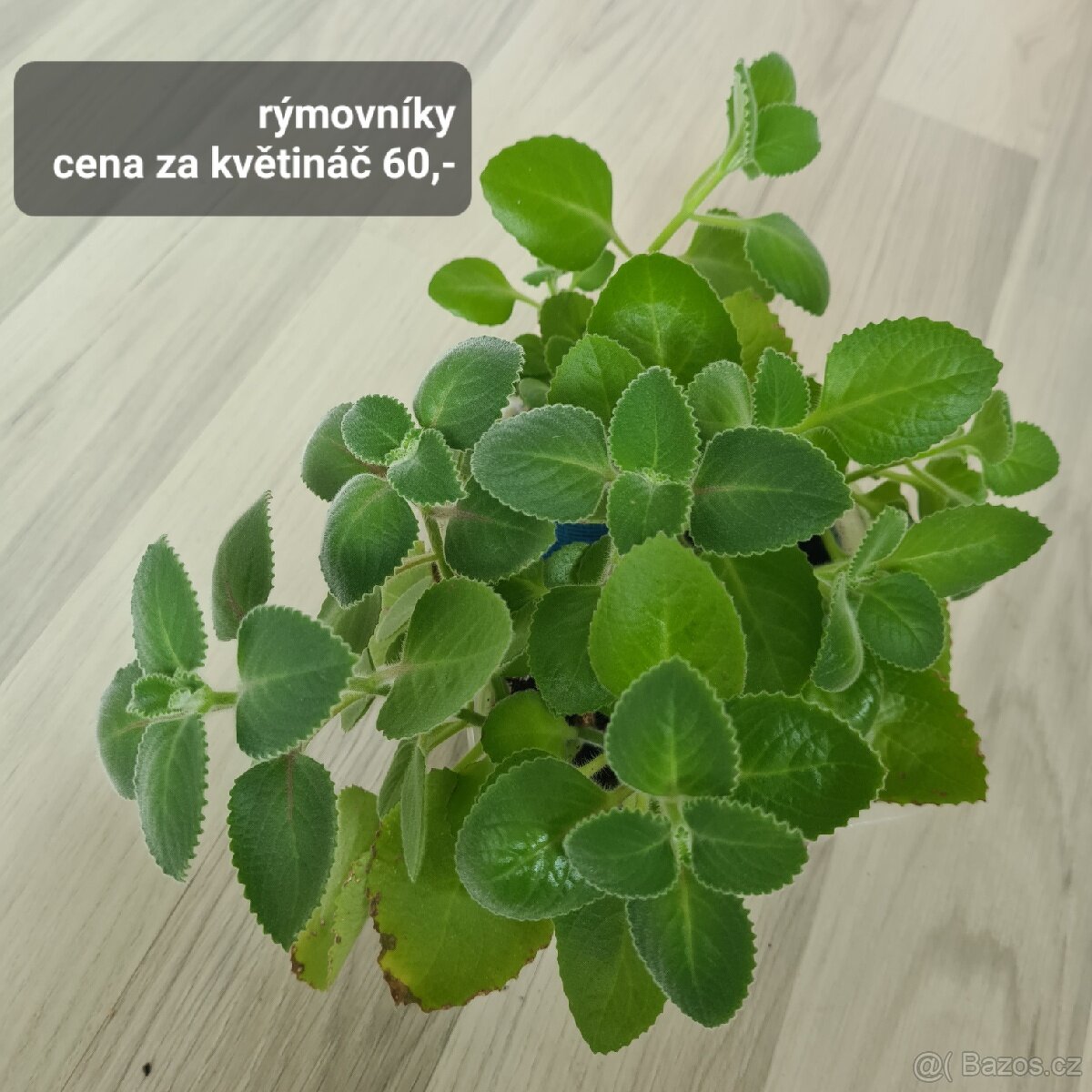 Pokojovky / pokojove rostliny - 14