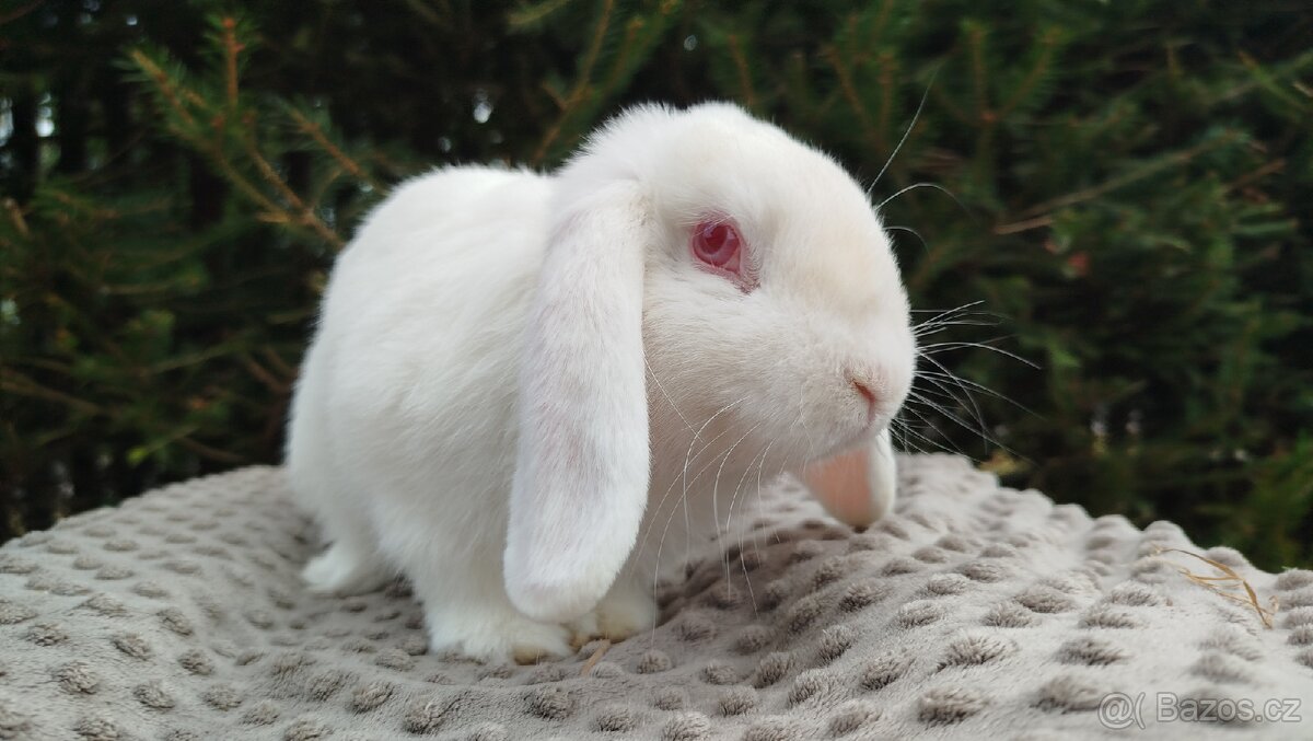 Zakrslý beránek, králíček, králík - WILLIAM - 14
