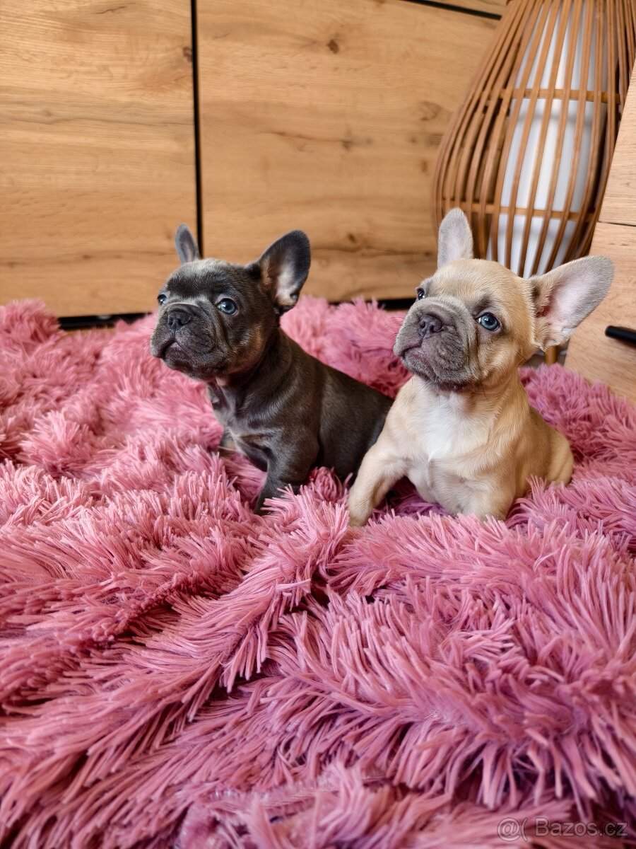 Francouzský buldoček štěňátka - 14