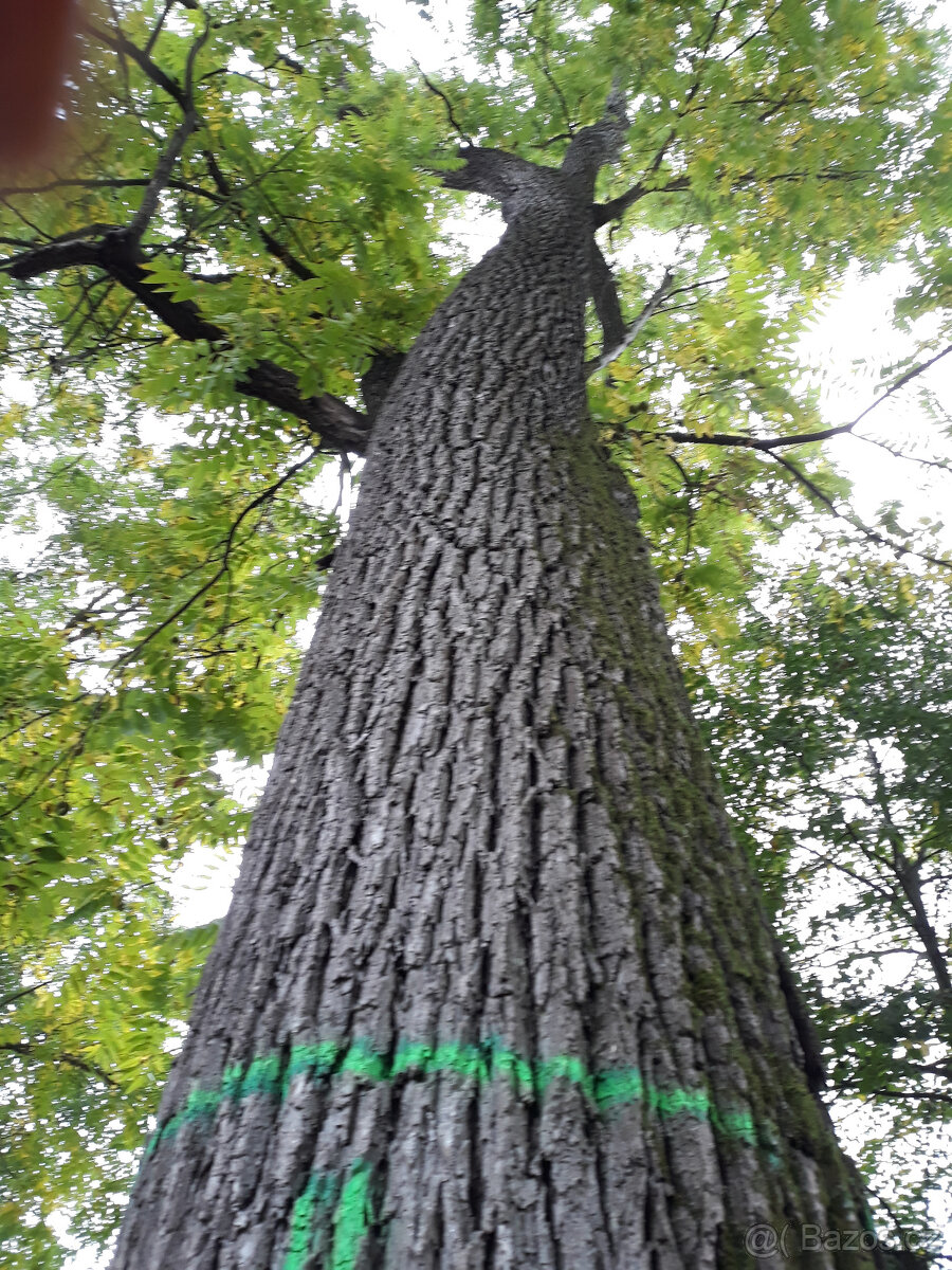 Ořech černý sazenice."Orech čierny - Kotora" - 14