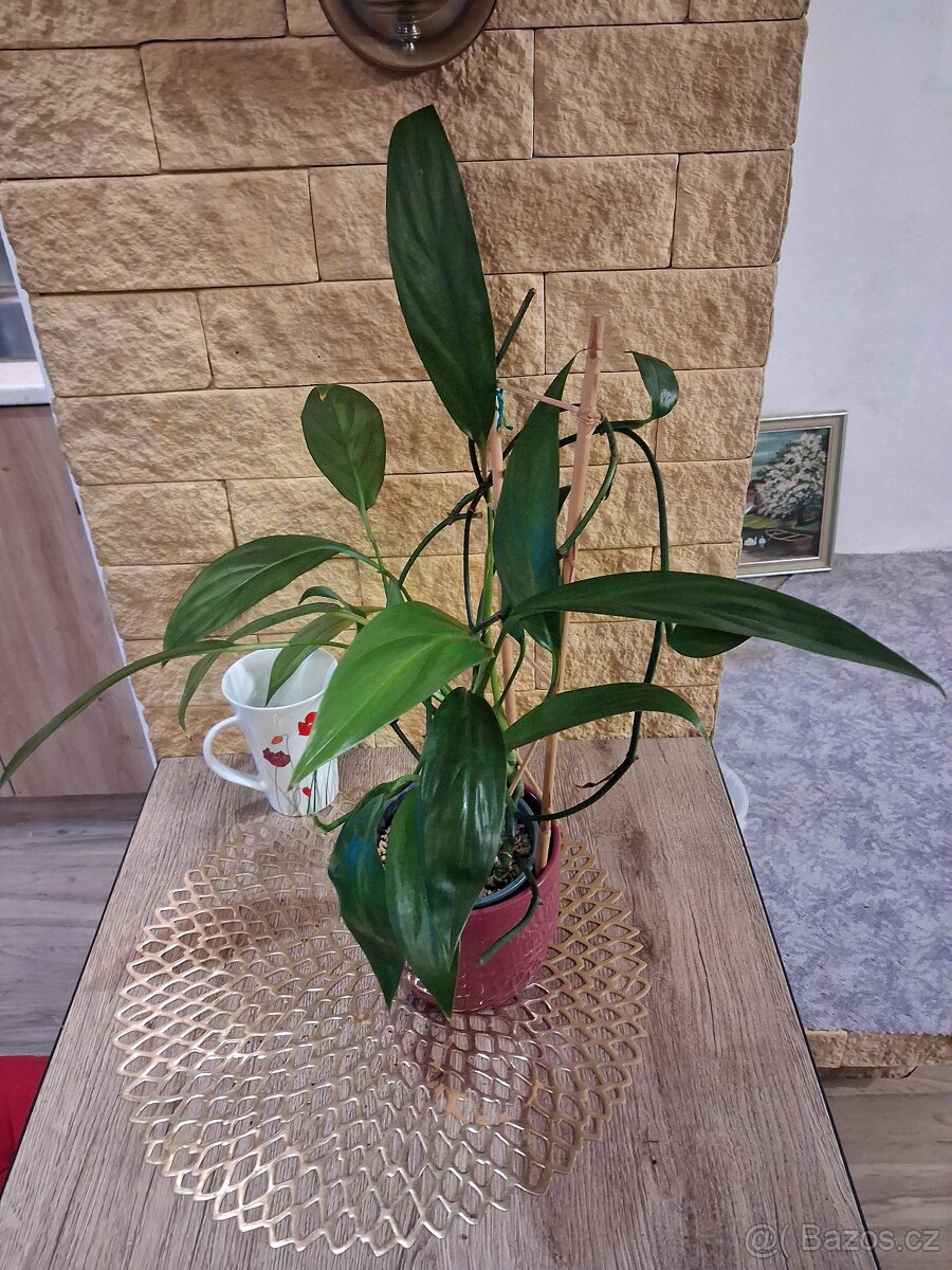 Pokojové rostliny 1 - 14